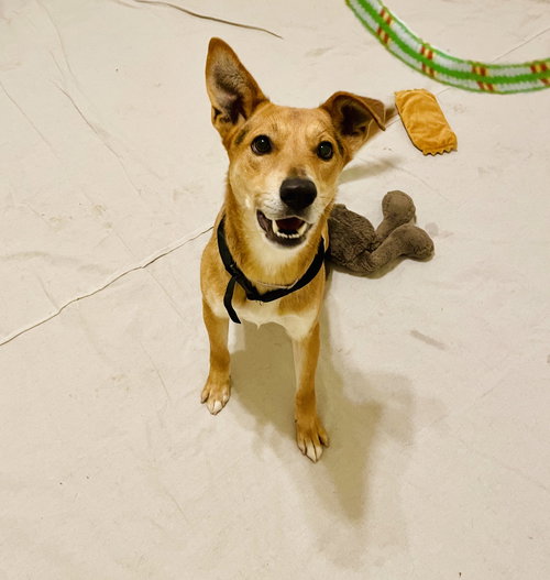 Nano Urgent, an adoptable Basenji in Sparks, NV