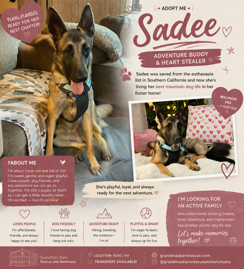 Sadee, an adoptable Belgian Shepherd Malinois in Sparks, NV