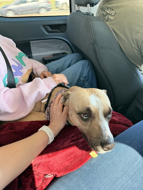 Angel Baby, an adoptable Catahoula Leopard Dog in Sparks, NV