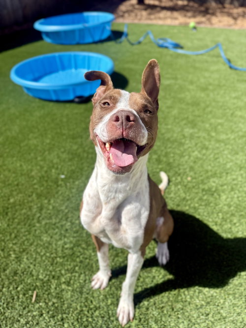 Remi, an adoptable American Pit Bull Terrier in Sparks, NV