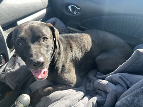 Photo 3 of Colby