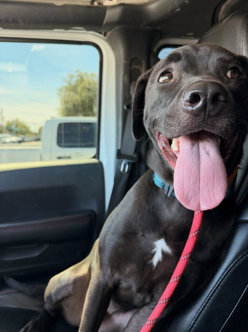 Colby, an adoptable Labrador Retriever in Sparks, NV
