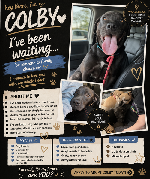 Colby, an adoptable Labrador Retriever in Sparks, NV