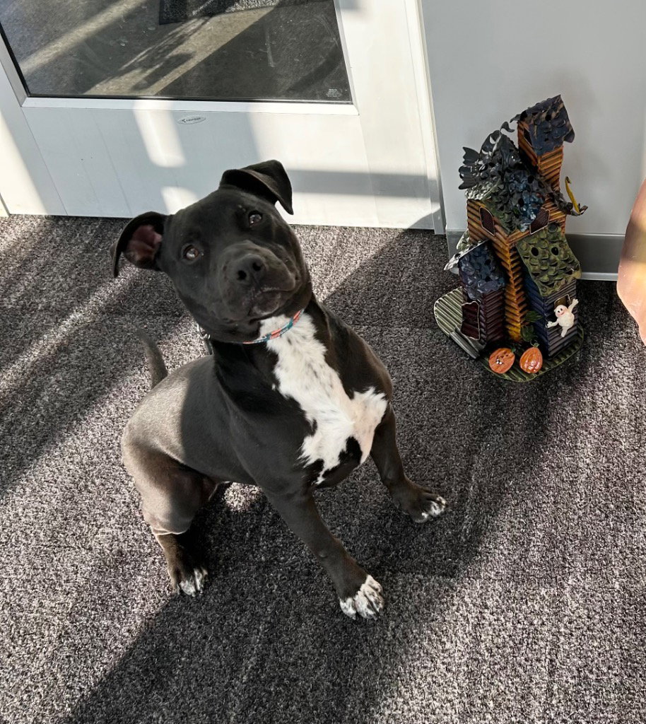 Remi