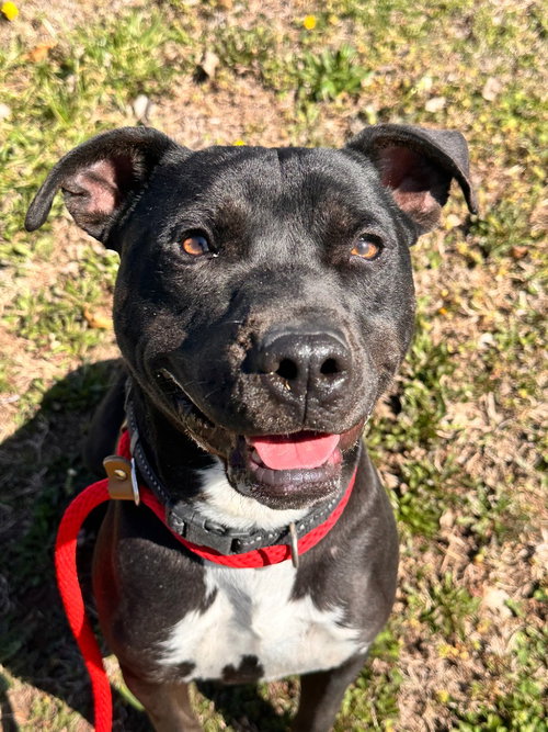 Remi, an adoptable Pit Bull Terrier in Newcastle, OK