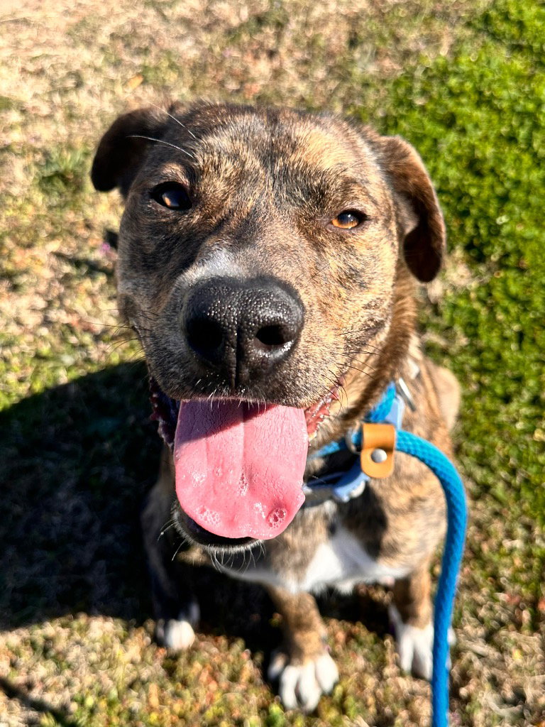 Pit Bull