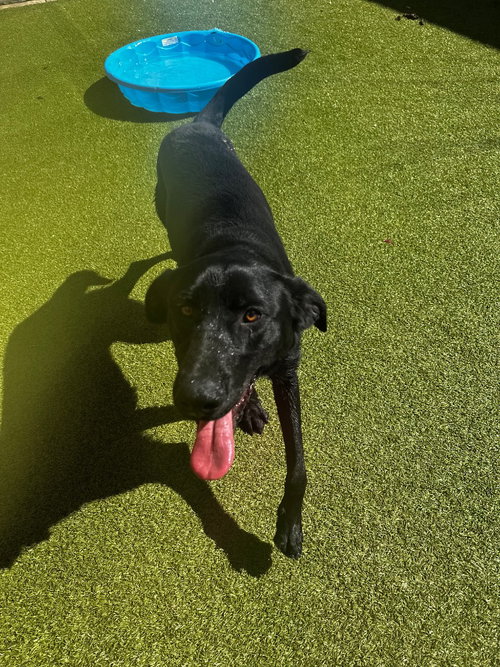 Comet, an adoptable Labrador Retriever in Newcastle, OK