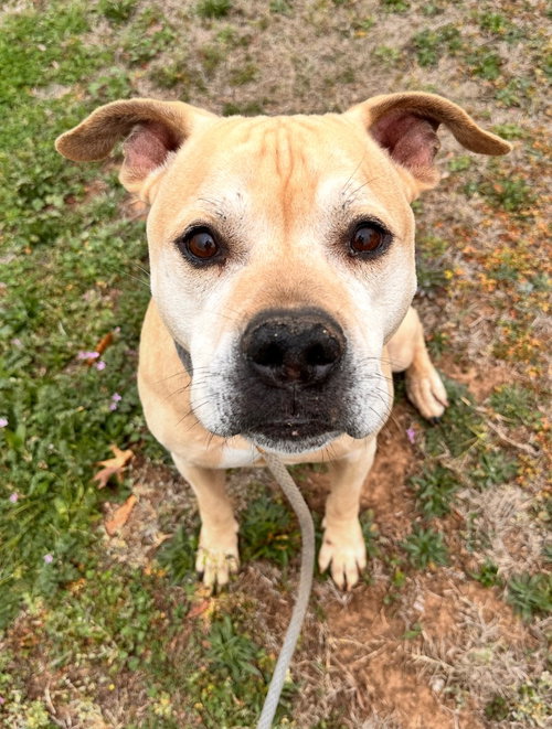 Marvin, an adoptable Pit Bull Terrier in Newcastle, OK