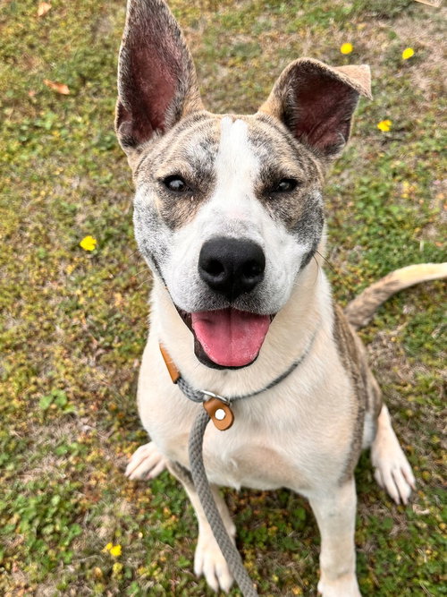 Delilah, an adoptable Pit Bull Terrier in Newcastle, OK