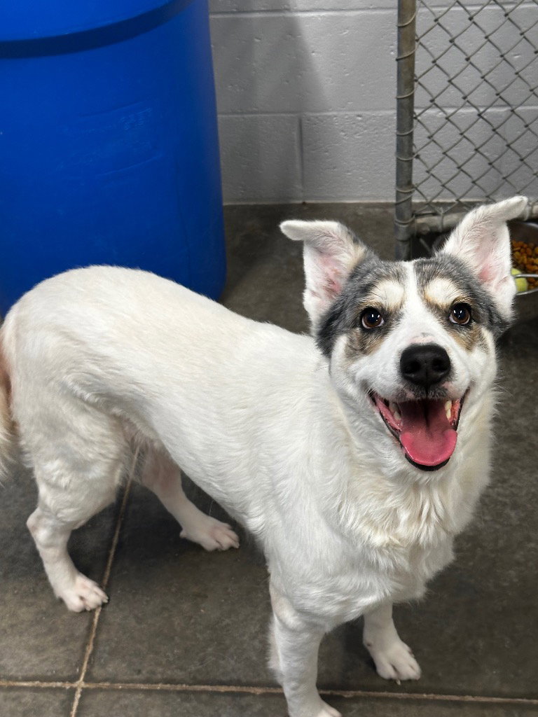 Australian Cattle Dog