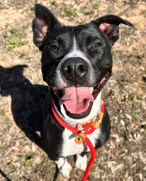 Molly, an adoptable American Staffordshire Terrier in Newcastle, OK
