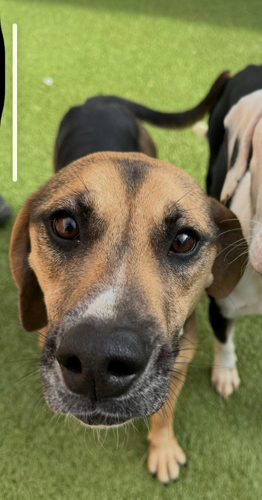 Hound
