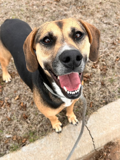 Jasmine, an adoptable Hound in Newcastle, OK
