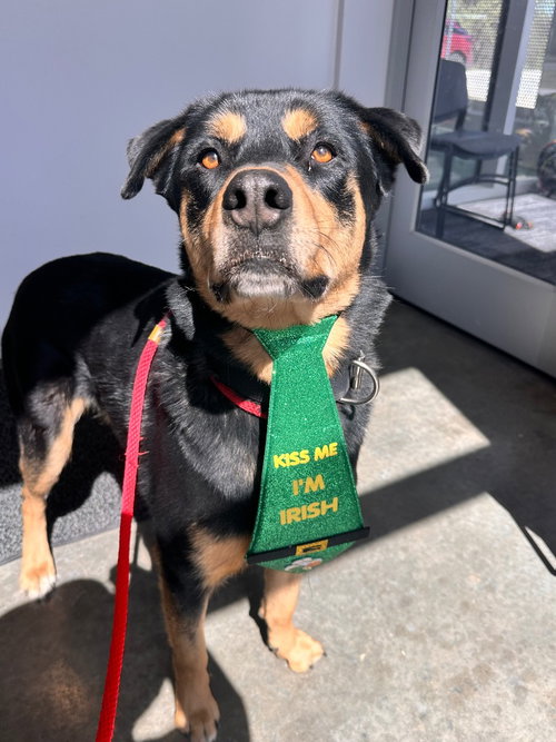Sarge, an adoptable Rottweiler in Newcastle, OK