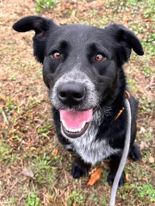 Quigley, an adoptable Border Collie in Newcastle, OK