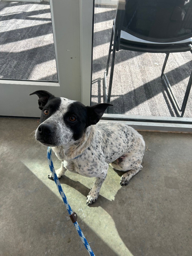Pepper