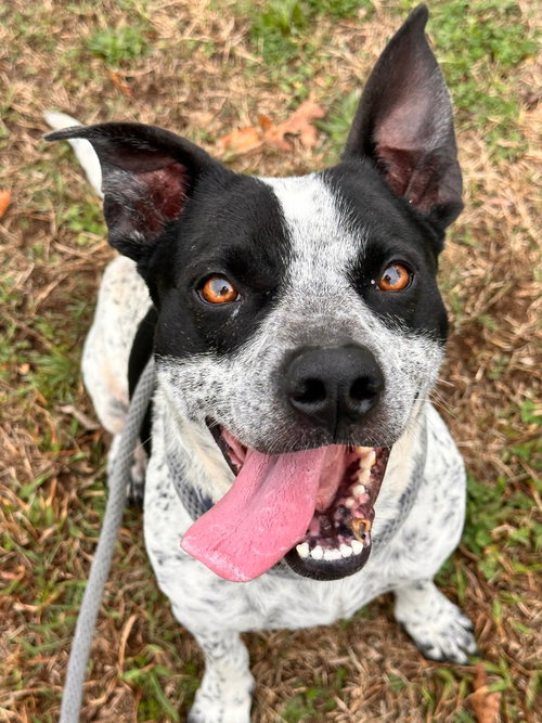 Pepper, an adoptable Australian Cattle Dog in Newcastle, OK