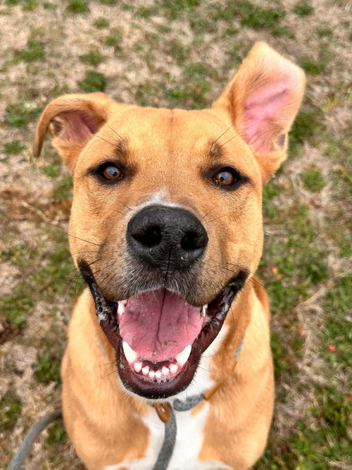 Ross, an adoptable Labrador Retriever in Newcastle, OK