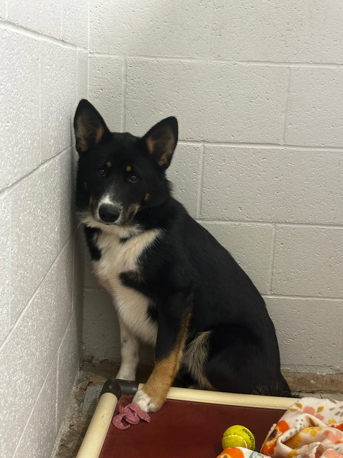 Oreo, an adoptable Australian Cattle Dog in Newcastle, OK