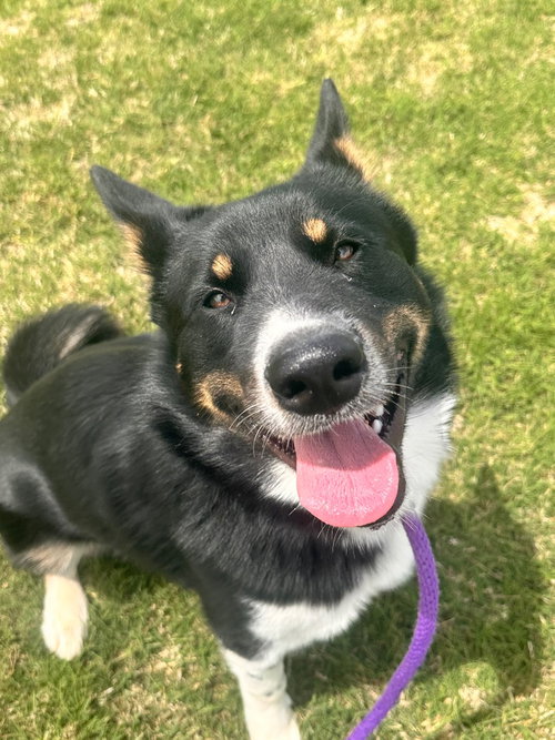 Oreo, an adoptable Australian Cattle Dog in Newcastle, OK