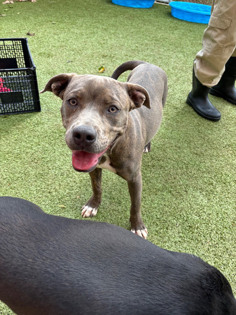 Bindi