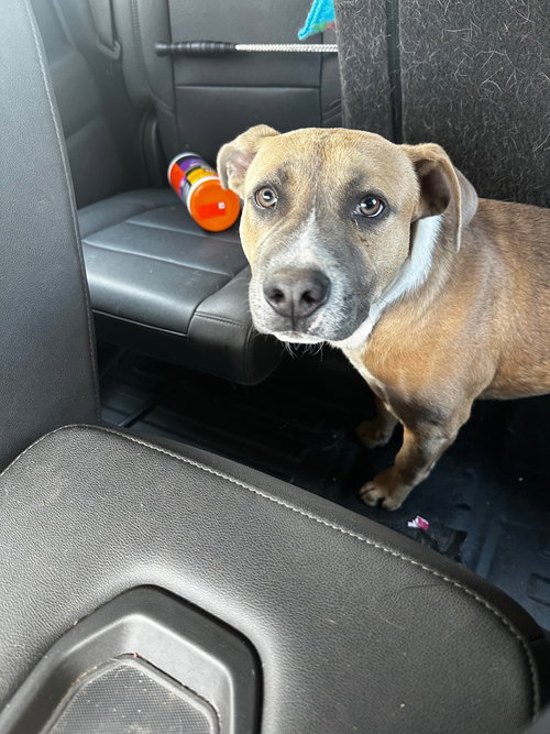 Chip, an adoptable American Staffordshire Terrier in Newcastle, OK