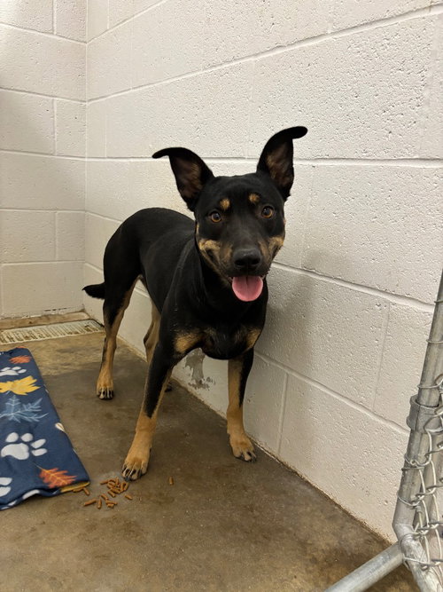 Dolly, an adoptable Doberman Pinscher in Newcastle, OK