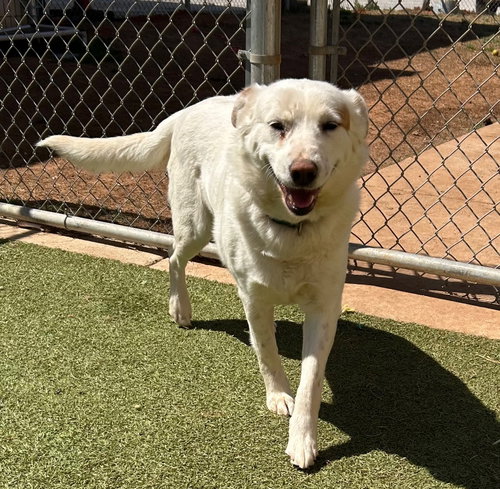 Zia, an adoptable Cattle Dog in Newcastle, OK