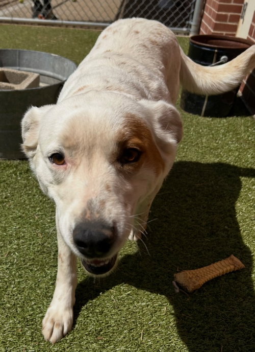 Zora, an adoptable Cattle Dog in Newcastle, OK