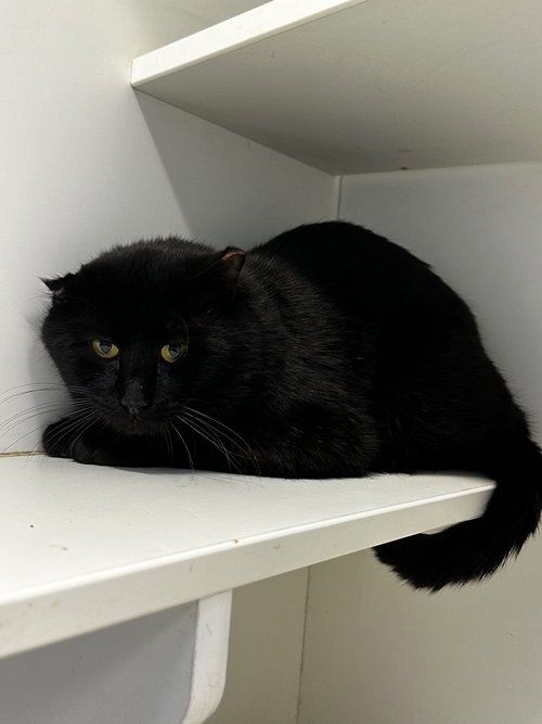 Boris, an adoptable Domestic Short Hair in Newcastle, OK