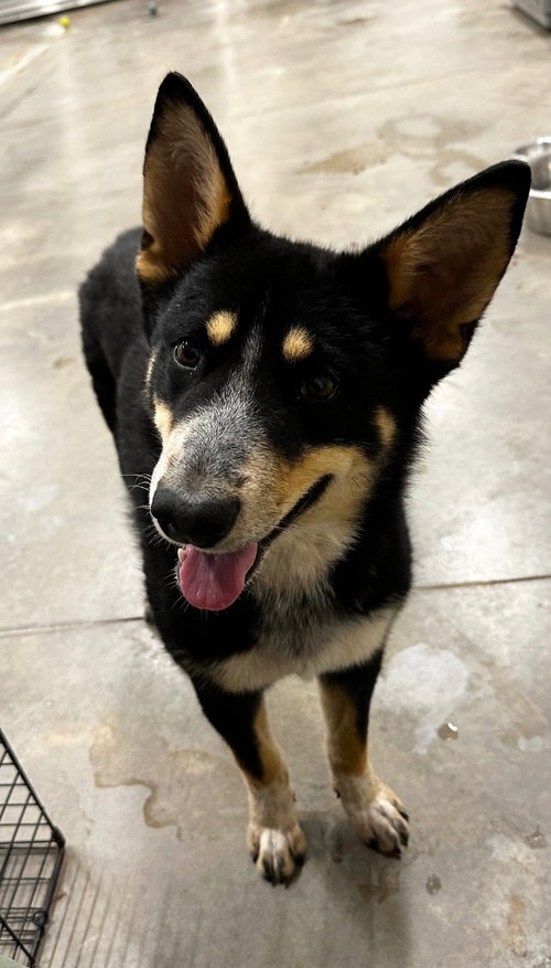 Boomer, an adoptable Alaskan Malamute in Newcastle, OK
