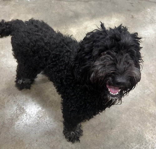 Luna, an adoptable Poodle in Newcastle, OK