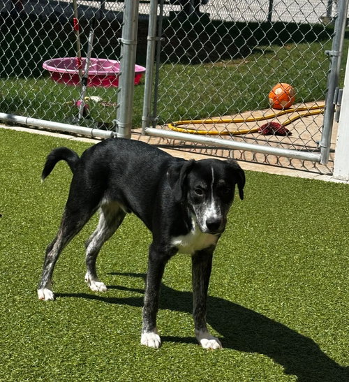 Sheldon, an adoptable Greyhound in Newcastle, OK