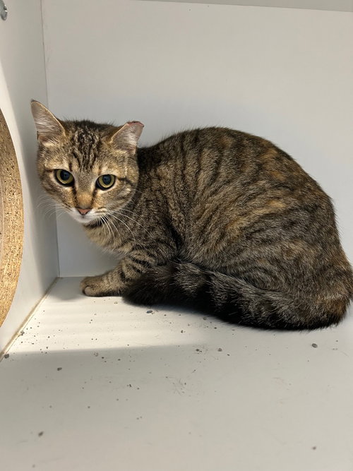 Lilo, an adoptable Domestic Short Hair in Newcastle, OK