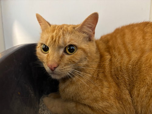 Ginger, an adoptable Domestic Short Hair in Newcastle, OK