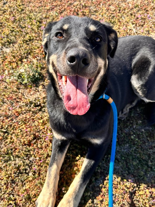 Daniel, an adoptable German Shepherd Dog in Newcastle, OK