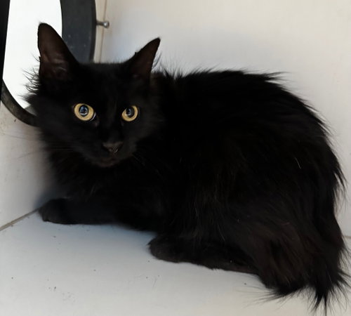 Toothless, an adoptable Domestic Long Hair in Newcastle, OK