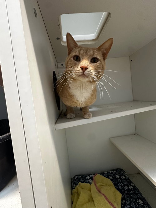 Tigger, an adoptable Domestic Short Hair in Newcastle, OK