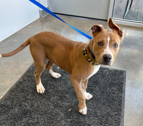 Goose, an adoptable Pit Bull Terrier in Newcastle, OK