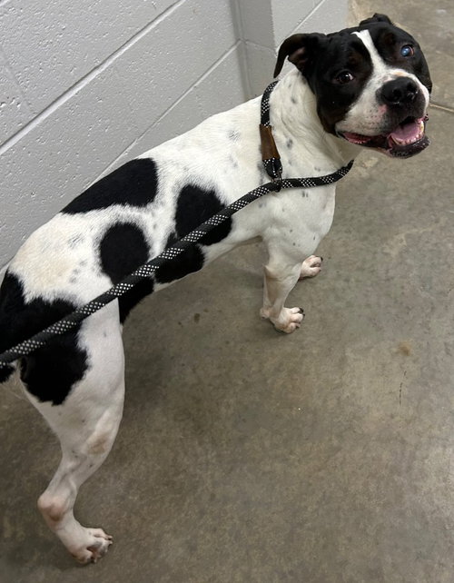 Lindy, an adoptable Pit Bull Terrier in Newcastle, OK