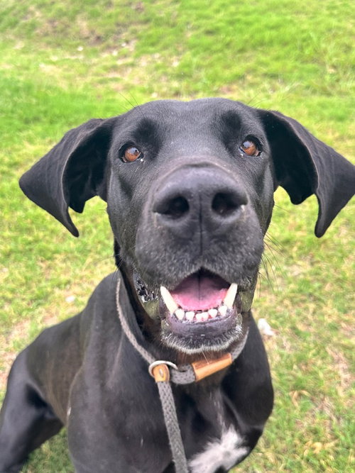 Zenyatta, an adoptable Great Dane in Newcastle, OK