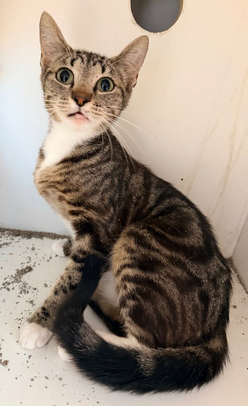 Yzma