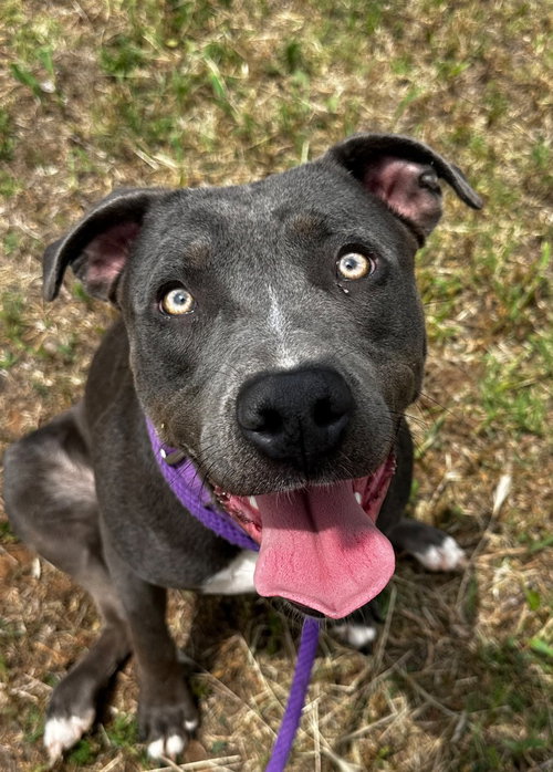 Acasha, an adoptable Pit Bull Terrier in Newcastle, OK