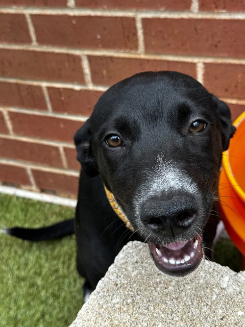 Serena, an adoptable Labrador Retriever in Newcastle, OK