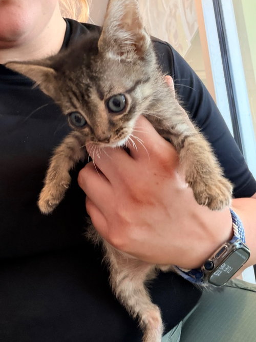Ithan, an adoptable Domestic Short Hair in Newcastle, OK