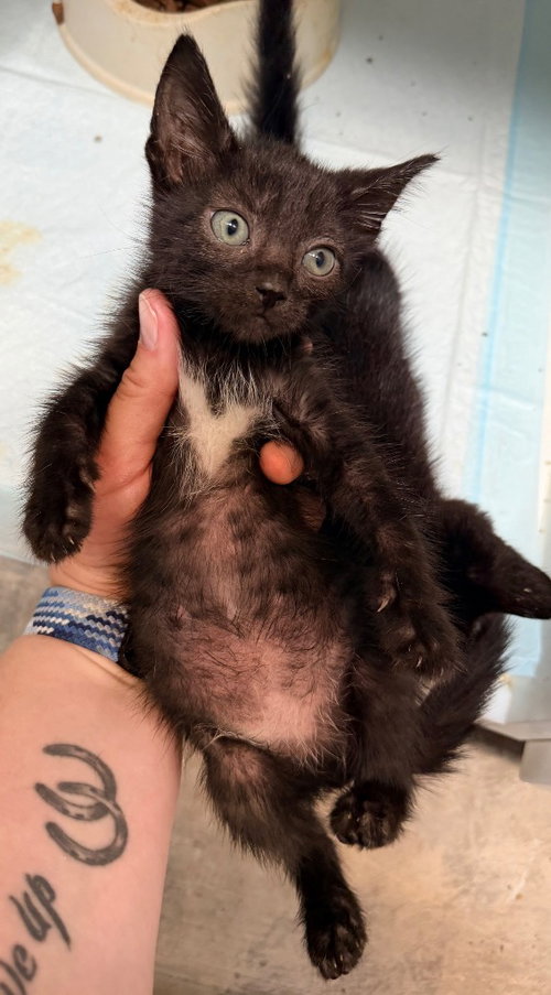 Juniper