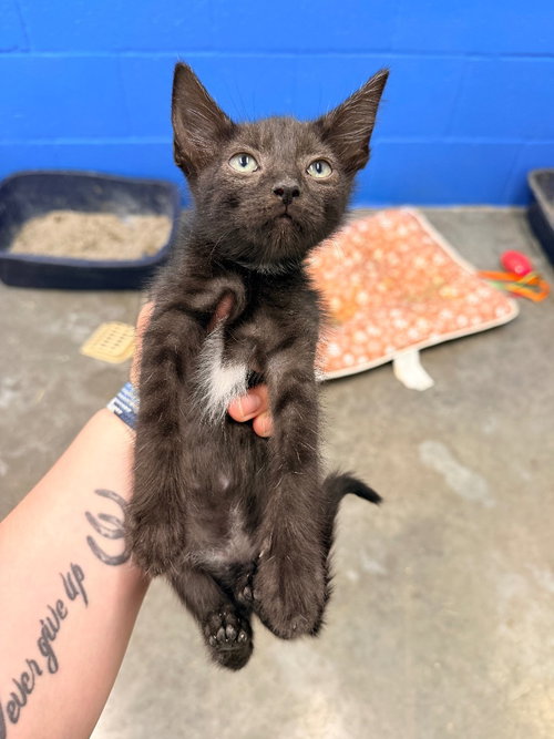 Juniper, Baby Domestic Short Hair / Mixed, cat for adoption in Edmond, Oklahoma