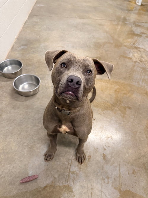 Decoy