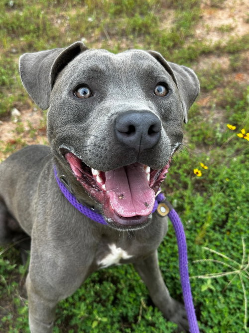 Decoy, an adoptable Pit Bull Terrier in Newcastle, OK