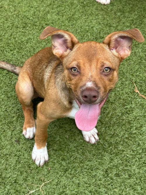 Poppy, an adoptable Terrier in Newcastle, OK